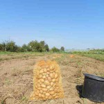 Die Kartoffelernte in Steinfurth 
(Rote & Grüne Ebene)